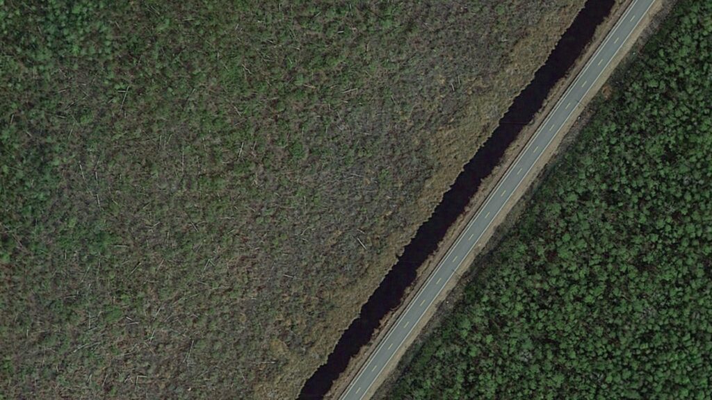 À gauche de la route, des forêts fantômes, à droite, des forêts saines. La route a probablement freiné la diffusion de l'eau salée, préservant pour l'instant la partie droite. // Source : Emily Ury À gauche de la route, des forêts fantômes, à droite, des forêts saines. La route a probablement freiné la diffusion de l'eau salée, préservant pour l'instant la partie droite. // Source : Emily Ury