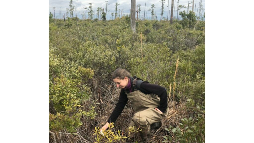 Emily Ury travaillant sur des prélèvements dans l'une des forêts fantômes. // Source : Emily Ury Emily Ury travaillant sur des prélèvements dans l'une des forêts fantômes. // Source : Emily Ury
