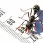 Fourmi Myrmecia Pyriformis. // Source : Flickr/CC/David Tomic (photo recadrée). Fourmi Myrmecia Pyriformis. // Source : Flickr/CC/David Tomic (photo recadrée).