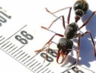 Fourmi Myrmecia Pyriformis. // Source : Flickr/CC/David Tomic (photo recadrée).