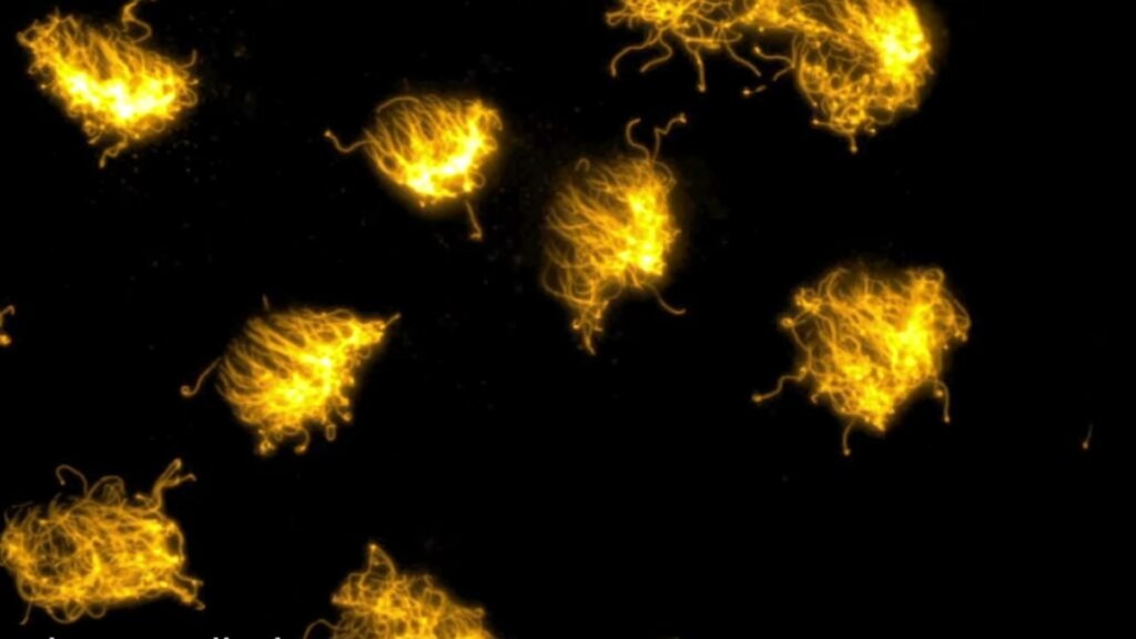 Sur cette image au microscope, les « cils » peuvent être perçus. // Source : Tufts University Sur cette image au microscope, les « cils » peuvent être perçus. // Source : Tufts University