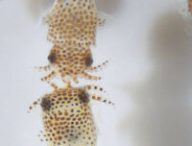 Ces charmants calamars vont voler vers la Station spatiale internationale. // Source : Jamie S. Foster / Université de Floride