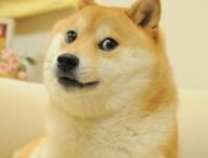 Le mème original "Doge" // Source : kabosu112 Le mème original "Doge" // Source : kabosu112