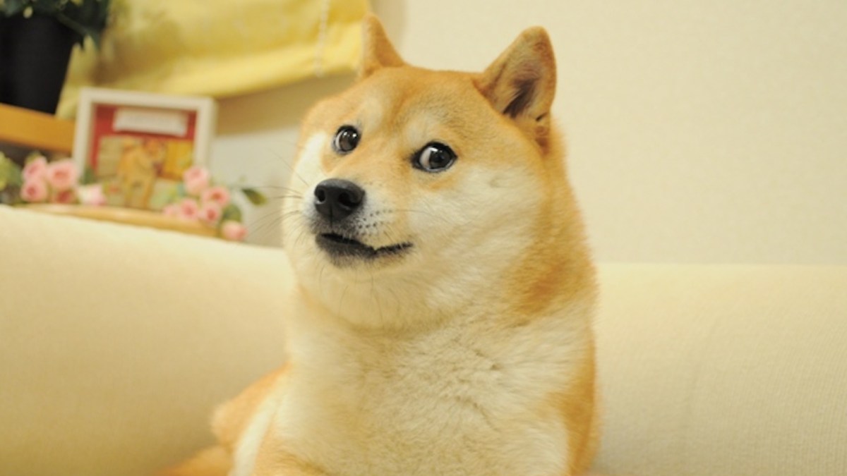 Le mème original "Doge" // Source : kabosu112 Le mème original "Doge" // Source : kabosu112