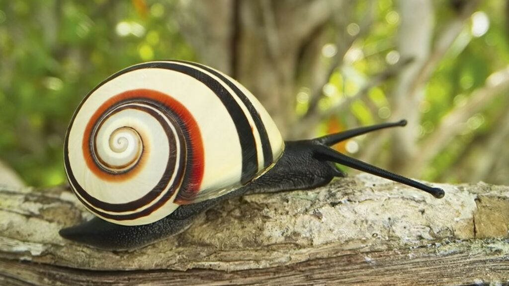 Les coquilles de ces escargots sont différentes dans leurs couleurs pour chaque individu. // Source : Netflix Les coquilles de ces escargots sont différentes dans leurs couleurs pour chaque individu. // Source : Netflix