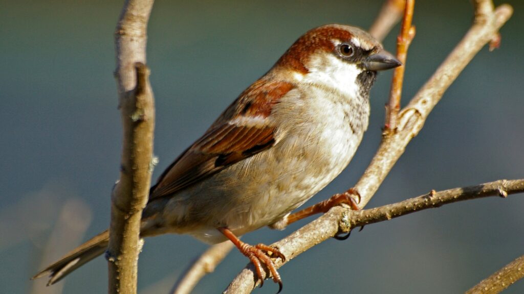 Un moineau : il y a 1,6 milliards d'individus de cette espèce sur la planète. // Source : Daniel Jolivet / Flickr / CC Un moineau : il y a 1,6 milliards d'individus de cette espèce sur la planète. // Source : Daniel Jolivet / Flickr / CC