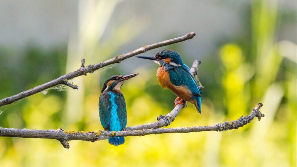 Des pitizoiseaux. // Source : Pexels Des pitizoiseaux. // Source : Pexels