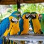 Perroquets. // Source : Pexels Perroquets. // Source : Pexels