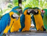Perroquets. // Source : Pexels
