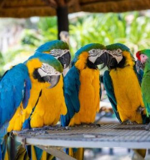 Perroquets. // Source : Pexels Perroquets. // Source : Pexels