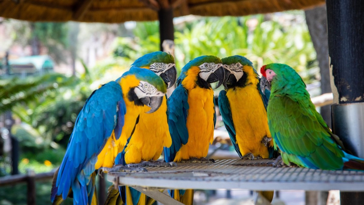 Perroquets. // Source : Pexels Perroquets. // Source : Pexels