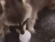 Pauvre piti raton-laveur qui essaie de laver sa barbe-à-papa. // Source : YouTube
