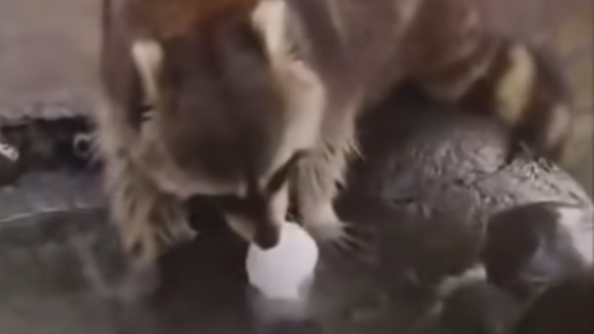 Pauvre piti raton-laveur qui essaie de laver sa barbe-à-papa. // Source : YouTube Pauvre piti raton-laveur qui essaie de laver sa barbe-à-papa. // Source : YouTube