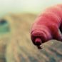 Les tardigrades, selon les espèces, mesurent moins d'un millimètre ou un peu plus. // Source : Domaine public Les tardigrades, selon les espèces, mesurent moins d'un millimètre ou un peu plus. // Source : Domaine public