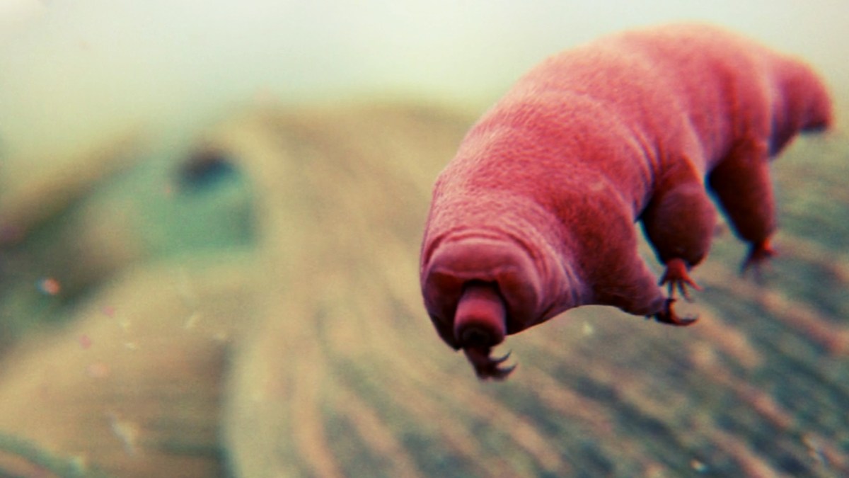 Les tardigrades, selon les espèces, mesurent moins d'un millimètre ou un peu plus. // Source : Domaine public Les tardigrades, selon les espèces, mesurent moins d'un millimètre ou un peu plus. // Source : Domaine public