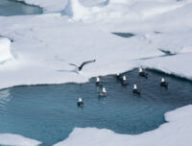 Banquise arctique. // Source : Flickr/CC/Christopher Michel (photo recadrée)