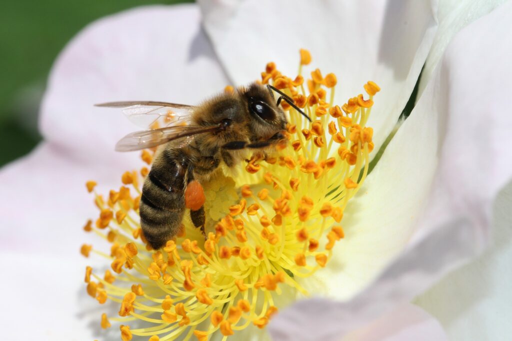 Une abeille // Source : NickyPe / Pixabay Une abeille // Source : NickyPe / Pixabay