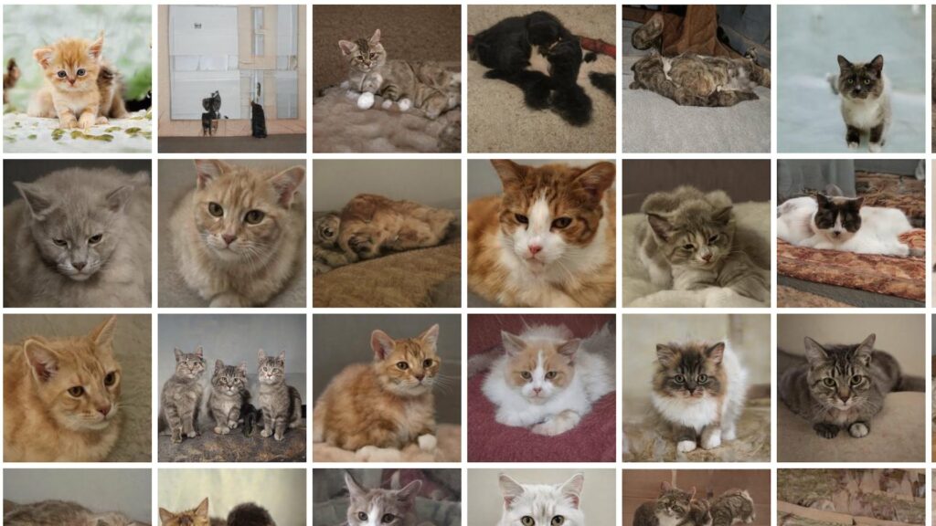 Tout peut faire l'objet d'un deepfake. Même les chats. // Source : Thesecatsdonotexist Tout peut faire l'objet d'un deepfake. Même les chats. // Source : Thesecatsdonotexist
