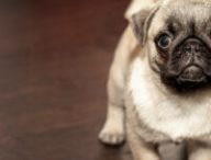 Les chiens peuvent aider à détecter le Covid-19 // Source : Free photos / Pixabay