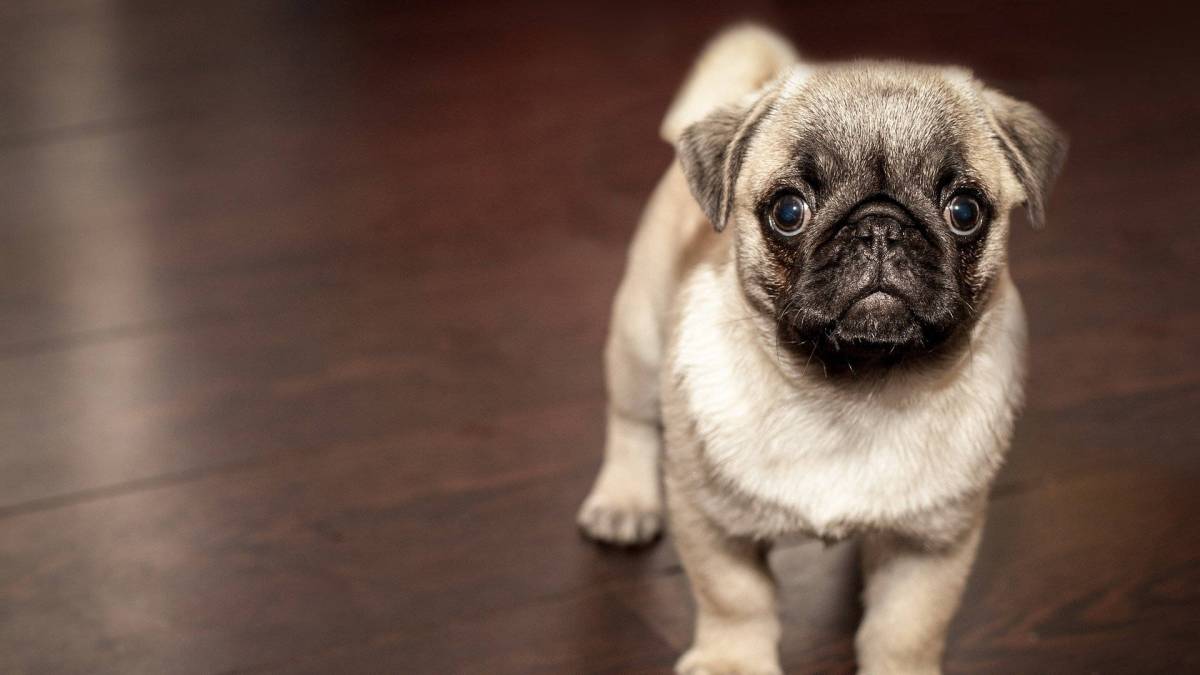 Les chiens peuvent aider à détecter le Covid-19 // Source : Free photos / Pixabay Les chiens peuvent aider à détecter le Covid-19 // Source : Free photos / Pixabay