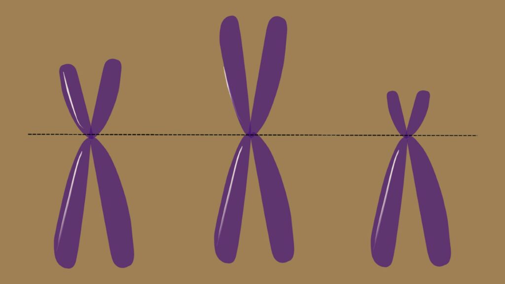 Chromosomes. // Source : Pixabay Chromosomes. // Source : Pixabay
