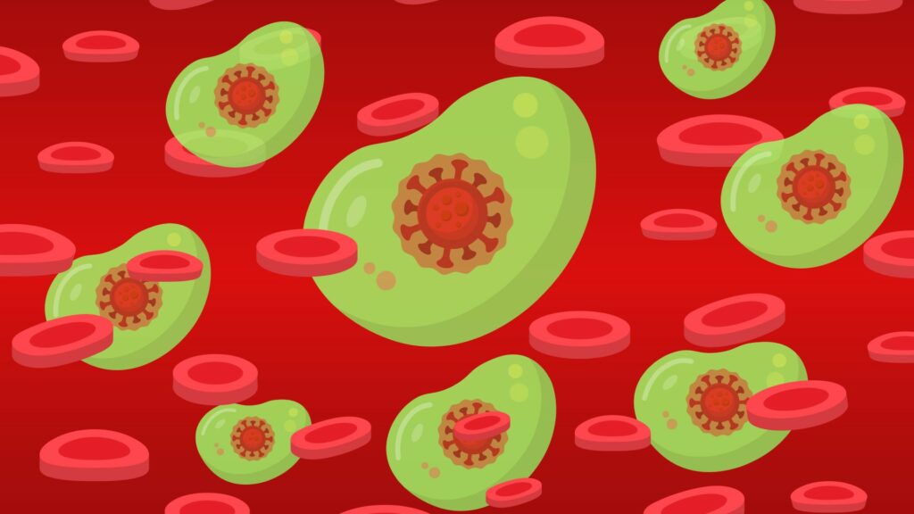 Après une infection et/ou la vaccination, le corps développe une défense immunitaire contre le coronavirus. // Source : Pixabay Après une infection et/ou la vaccination, le corps développe une défense immunitaire contre le coronavirus. // Source : Pixabay
