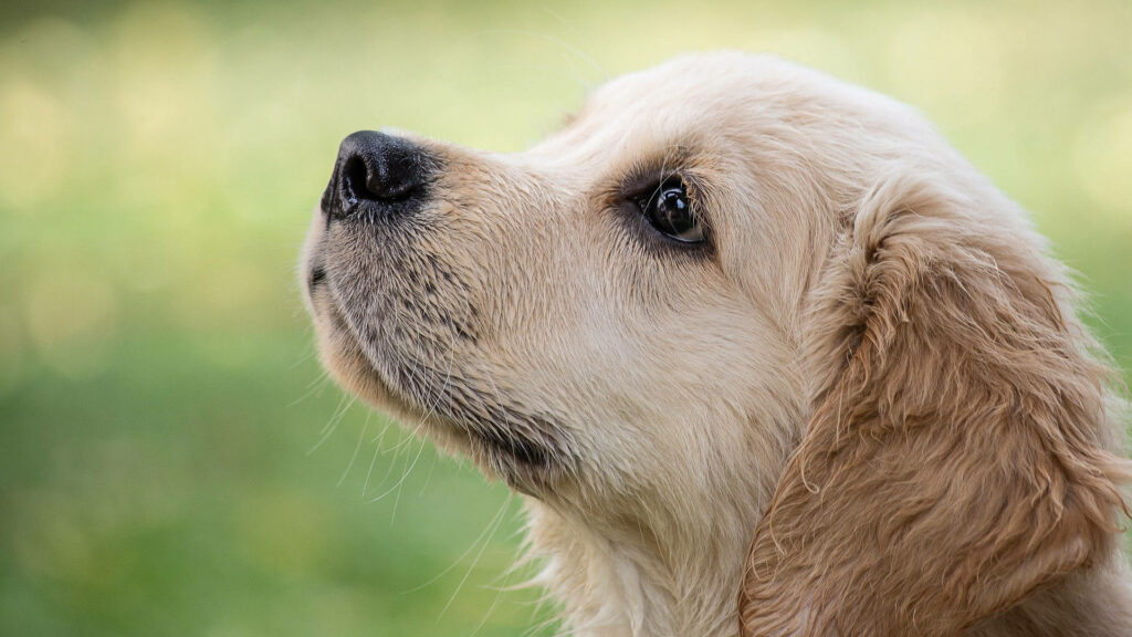 Les chiens peuvent être formés à détecter le Covid-19. // Source : Minka2507 / PIxabay Les chiens peuvent être formés à détecter le Covid-19. // Source : Minka2507 / PIxabay