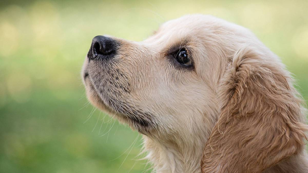 Les chiens peuvent être formés à détecter le Covid-19. // Source : Minka2507 / PIxabay Les chiens peuvent être formés à détecter le Covid-19. // Source : Minka2507 / PIxabay