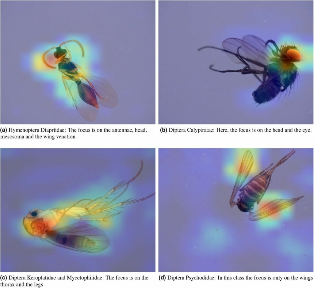 Cartographie de quatre classes d'insectes différentes, Cold Spring Harbor Laboratory // Source : biorxiv.org Cartographie de quatre classes d'insectes différentes, Cold Spring Harbor Laboratory // Source : biorxiv.org