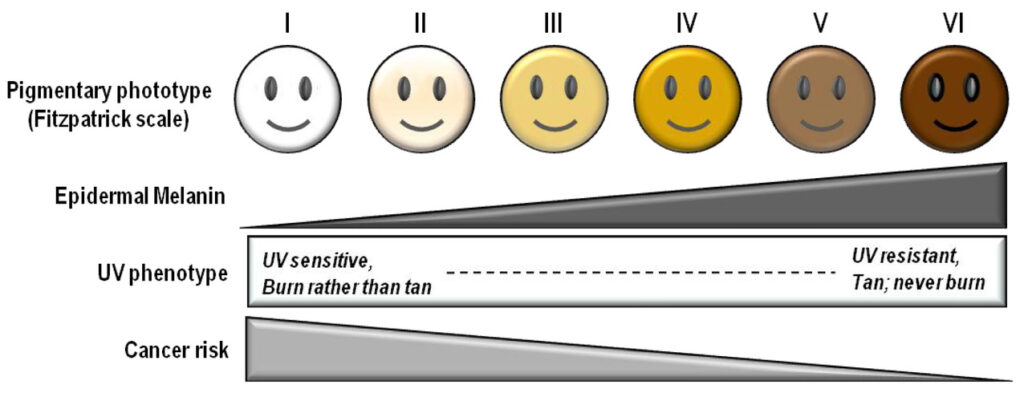 La classification de Fitzpatrick // Source : Molecular Diversity Preservation International / UV Radiation and the Skin La classification de Fitzpatrick // Source : Molecular Diversity Preservation International / UV Radiation and the Skin