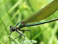 Un insecte en gros plan (il est beau non?) // Source : pixnio