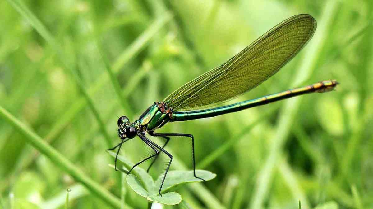 Un insecte en gros plan (il est beau non?) // Source : pixnio Un insecte en gros plan (il est beau non?) // Source : pixnio