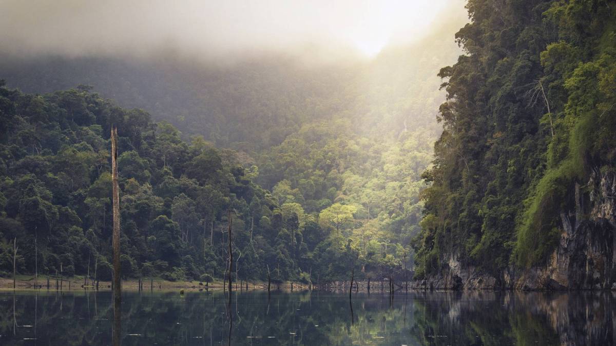 Les forêts tropicales sont particulièrement menacées par le changement climatique. // Source : Republica / Pixabay Les forêts tropicales sont particulièrement menacées par le changement climatique. // Source : Republica / Pixabay