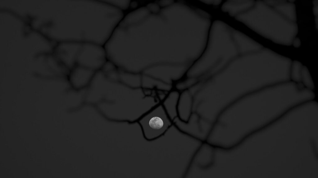 La Lune joue à cache-cache dans un arbre. // Source : Pexels/Sanndy Anghan (photo recadrée) La Lune joue à cache-cache dans un arbre. // Source : Pexels/Sanndy Anghan (photo recadrée)