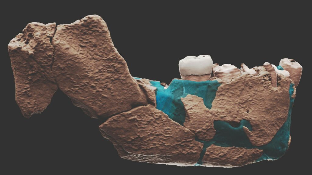 La mâchoire des humains de Nesher Ramla. // Source : Ariel Pokhojaev, Tel Aviv University La mâchoire des humains de Nesher Ramla. // Source : Ariel Pokhojaev, Tel Aviv University