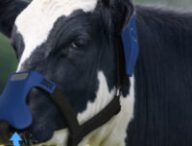 Ces masques pour vaches permettent de filtrer le méthane de leurs rots. // Source : Zelp