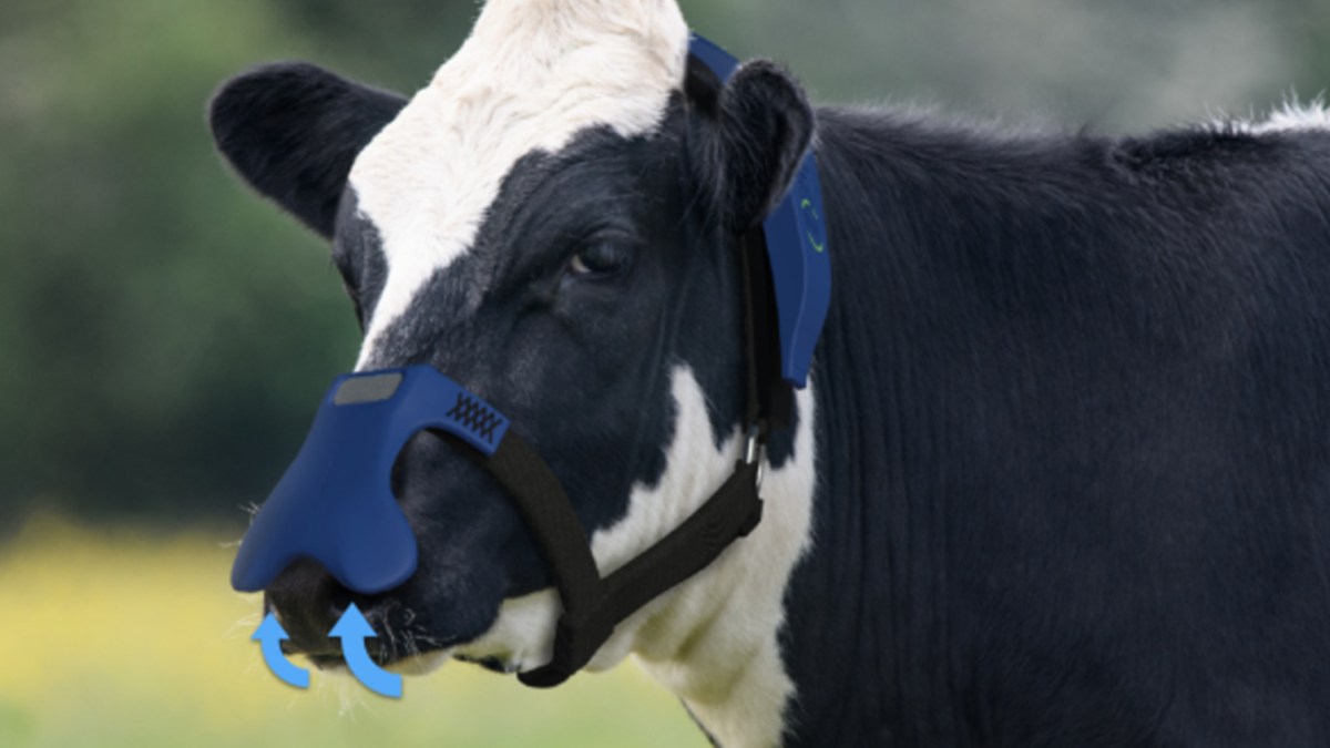 Ces masques pour vaches permettent de filtrer le méthane de leurs rots. // Source : Zelp Ces masques pour vaches permettent de filtrer le méthane de leurs rots. // Source : Zelp