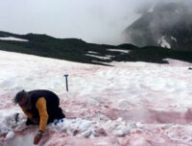 Les neiges rouges sont liées à la présence de micro-algues. // Source :  Jean-Gabriel VALAY/JARDIN DU LAUTARET/UGA/CNRS
