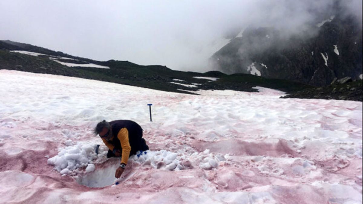 Les neiges rouges sont liées à la présence de micro-algues. // Source : Jean-Gabriel VALAY/JARDIN DU LAUTARET/UGA/CNRS Les neiges rouges sont liées à la présence de micro-algues. // Source : Jean-Gabriel VALAY/JARDIN DU LAUTARET/UGA/CNRS