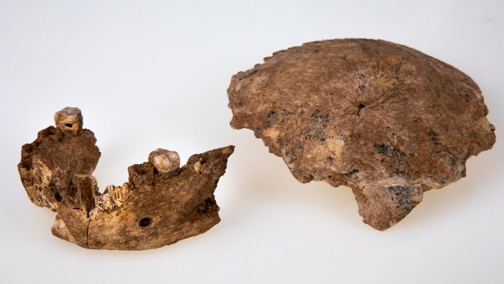 Les ossements du crâne des humains de Nesher Ramla. // Source : Avi Levin, Ilan Theiler, Tel Aviv University Les ossements du crâne des humains de Nesher Ramla. // Source : Avi Levin, Ilan Theiler, Tel Aviv University