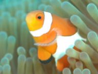 Poisson clown. // Source : Pixabay (photo recadrée)