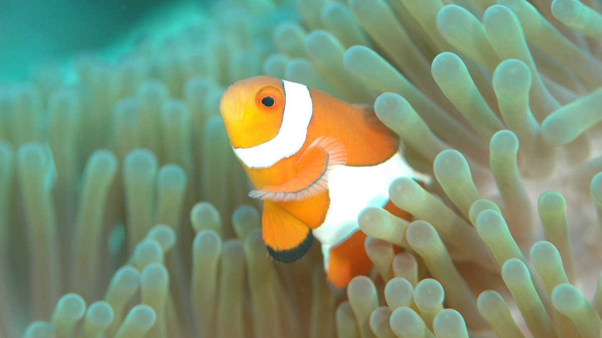 Poisson clown. // Source : Pixabay (photo recadrée) Poisson clown. // Source : Pixabay (photo recadrée)
