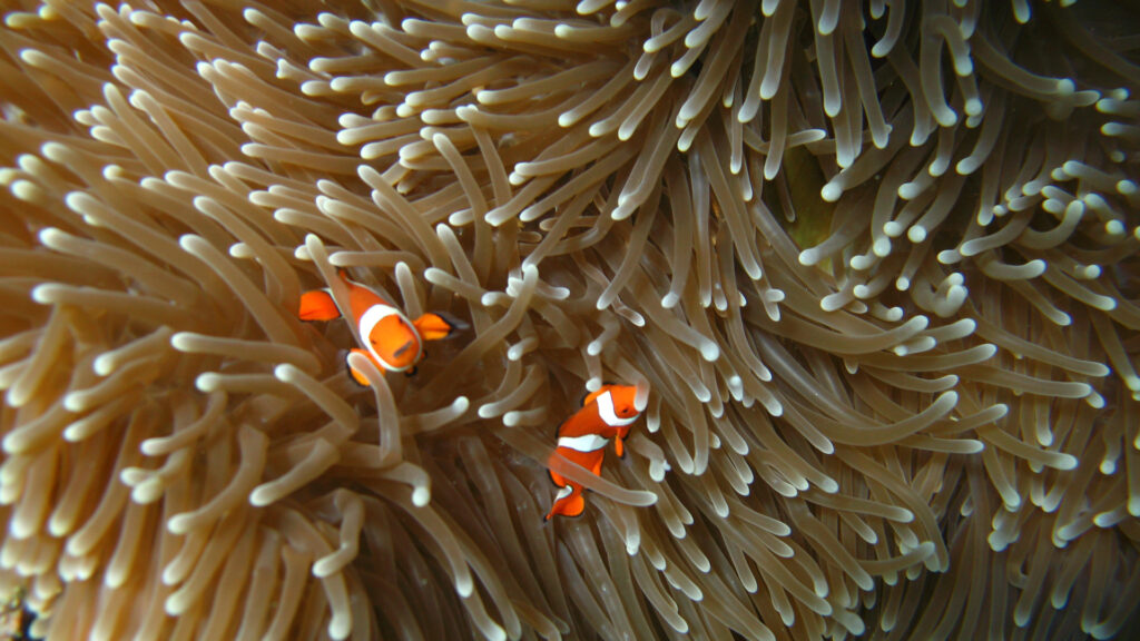 Poissons-clowns. // Source : Flickr/CC/Phil Kirkpatrick (photo recadrée) Poissons-clowns. // Source : Flickr/CC/Phil Kirkpatrick (photo recadrée)