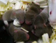 Ces petites souris  ont été conçues avec du sperme qui a séjourné dans l'espace. // Source : Wakayama et al./PNAS