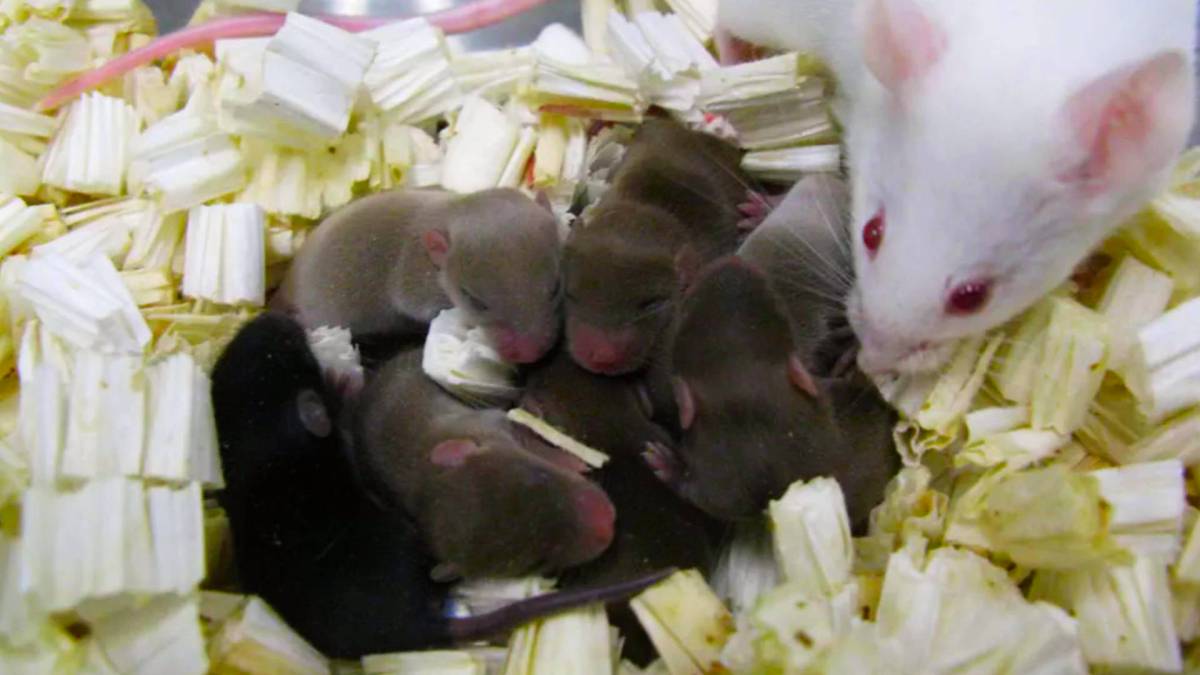 Ces petites souris ont été conçues avec du sperme qui a séjourné dans l'espace. // Source : Wakayama et al./PNAS Ces petites souris ont été conçues avec du sperme qui a séjourné dans l'espace. // Source : Wakayama et al./PNAS