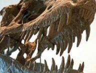 Un squelette de tyrannosaure. // Source : Flickr/CC/Dennis Jarvis (photo recadrée)