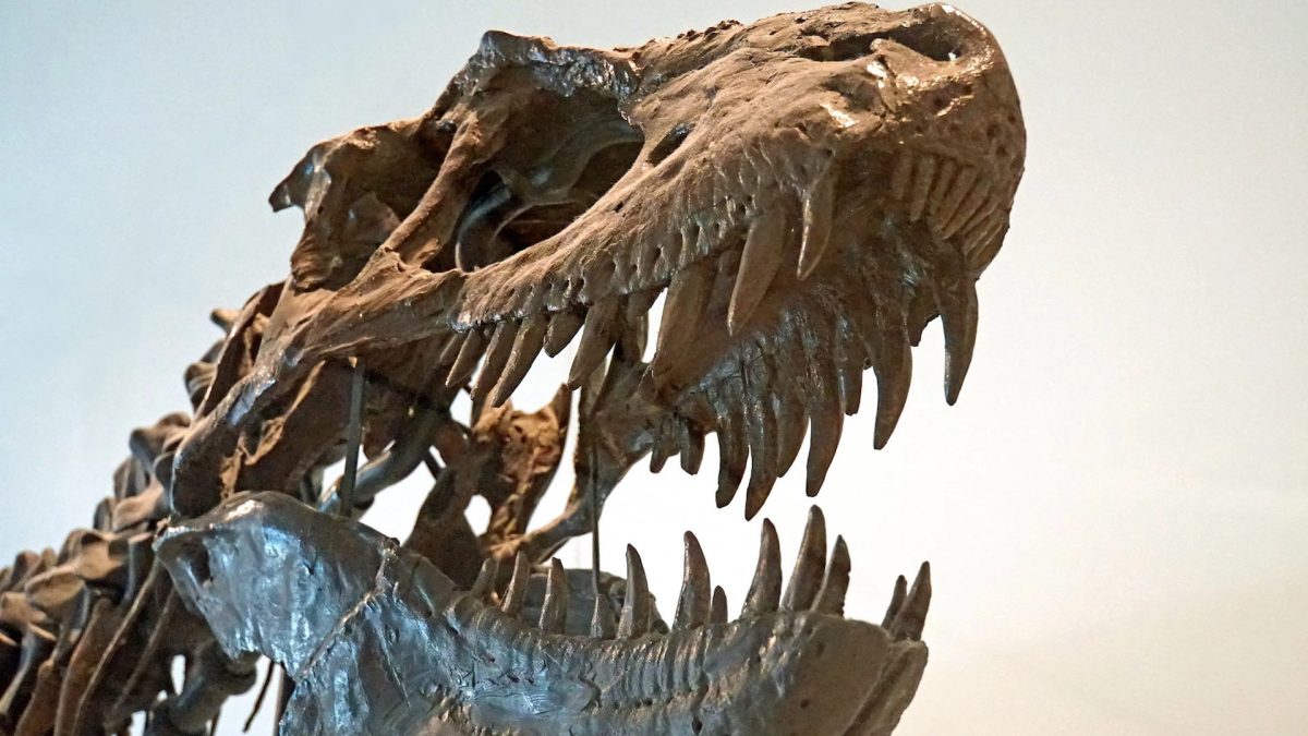 Un squelette de tyrannosaure. // Source : Flickr/CC/Dennis Jarvis (photo recadrée) Un squelette de tyrannosaure. // Source : Flickr/CC/Dennis Jarvis (photo recadrée)