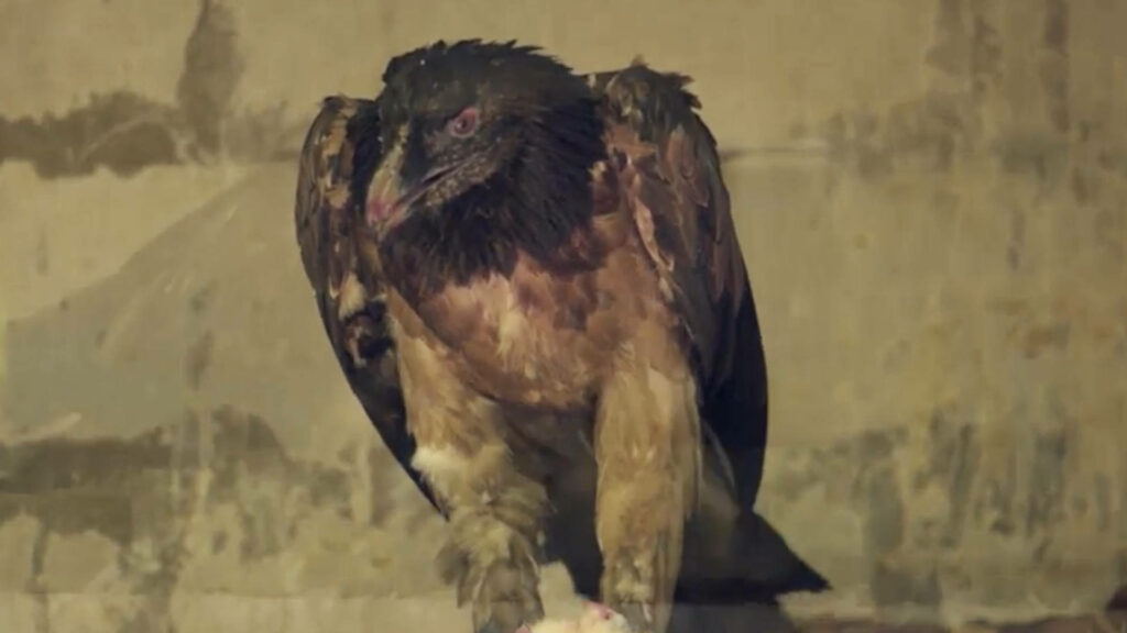 Le vautour Mia est le premier oiseau équipé d'une prothèse bionique. // Source : Hochgeschurz, S., Bergmeister, K.D., Brånemark, R. et al. Le vautour Mia est le premier oiseau équipé d'une prothèse bionique. // Source : Hochgeschurz, S., Bergmeister, K.D., Brånemark, R. et al.