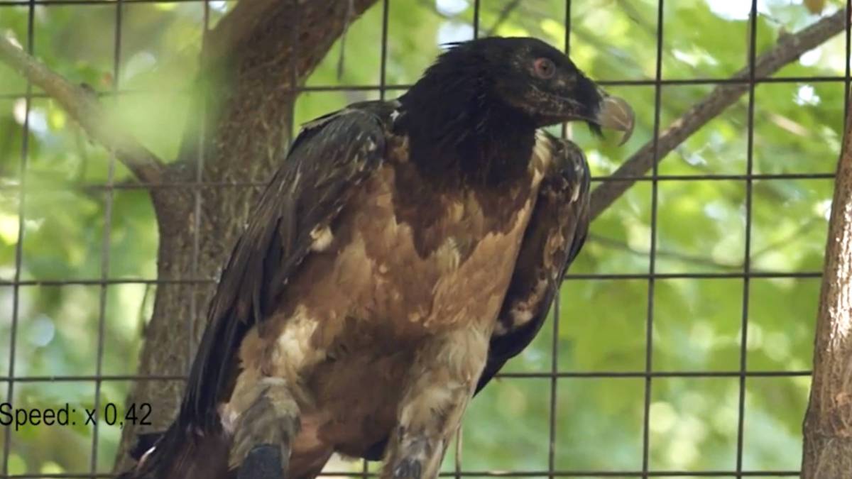 Le vautour Mia est le premier oiseau équipé d'une prothèse bionique. // Source : Hochgeschurz, S., Bergmeister, K.D., Brånemark, R. et al. Le vautour Mia est le premier oiseau équipé d'une prothèse bionique. // Source : Hochgeschurz, S., Bergmeister, K.D., Brånemark, R. et al.