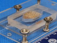 Chambre pour tester le tissu imprimé et faire un test de perfusion - Crédits : WFIRM